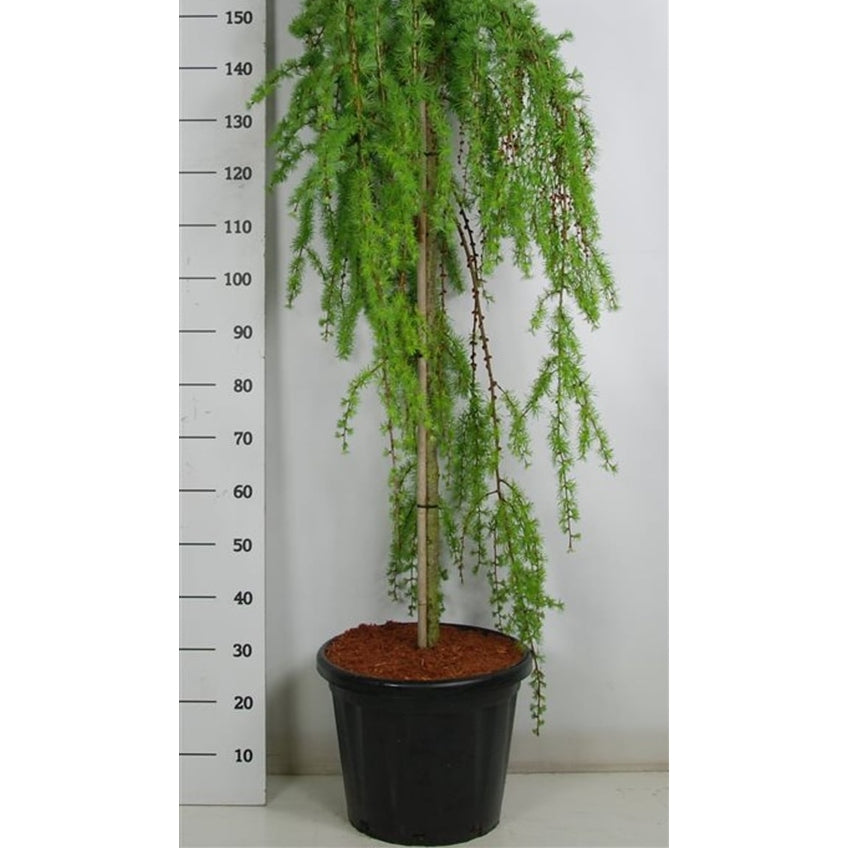 Japansk lärk – Larix kaempferi 'Stiff Weeper' - 120 CM Stem C25